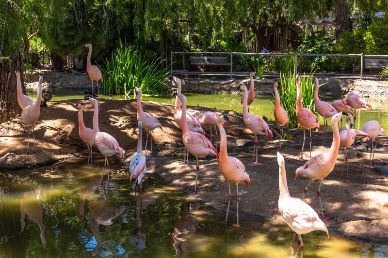 Flamingos in a Pond
