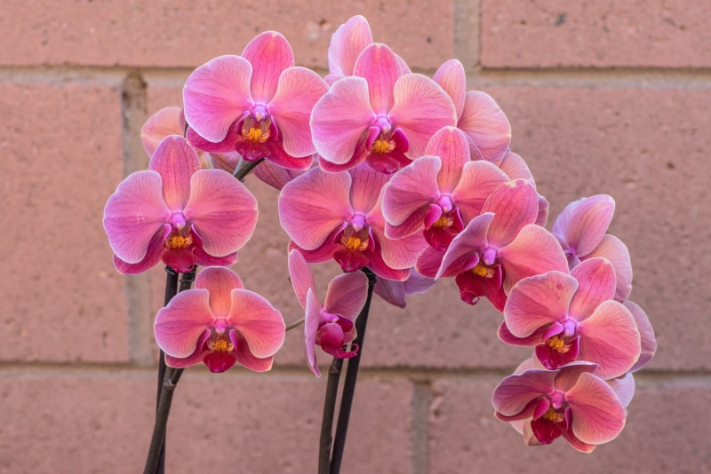 Pink orchids on a brick background