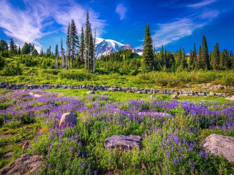 Mount Rainier National Park with Lupine Flowers
