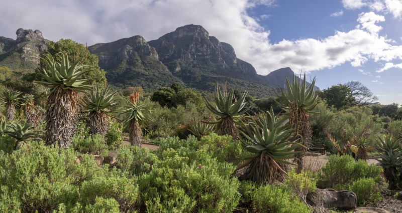 Aloe plants and mountains