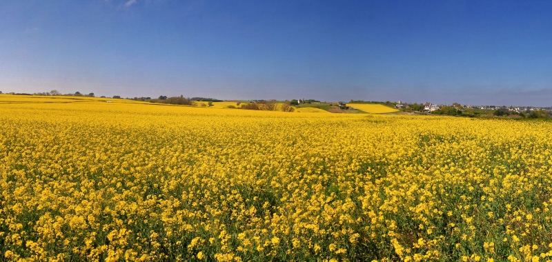 Field of yellow rapeseed flowers under a blue sky