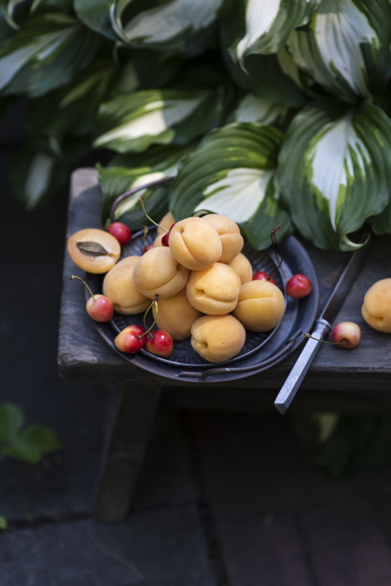 Apricots and cherries on a plate with foliage