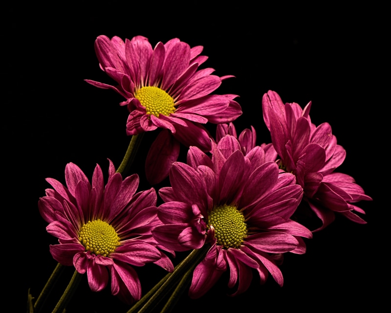 4K Chrysanthemums on Black Background