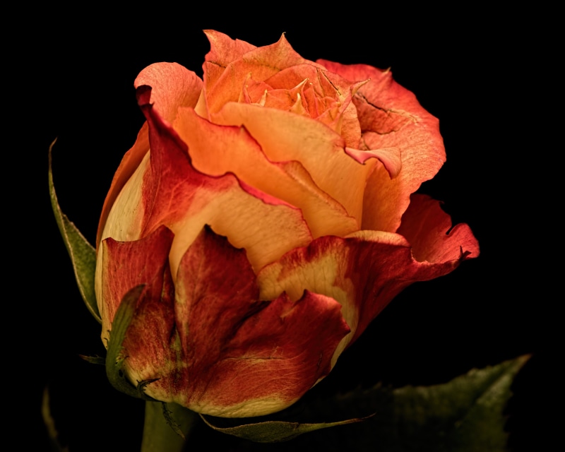 Close-up of a bi-colored rose with orange and red petals