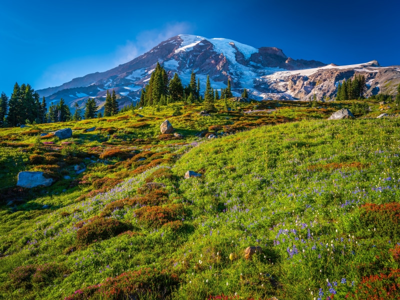 Mount Rainier National Park Scenery with Wildflowers