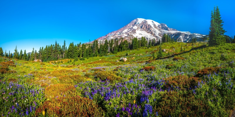 Mount Rainier National Park Panorama with Wildflowers