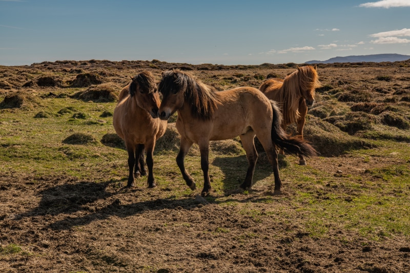 Three horses in Iceland