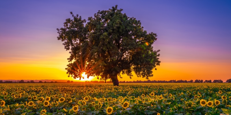 Sunflower Field with Tree at Sunset
