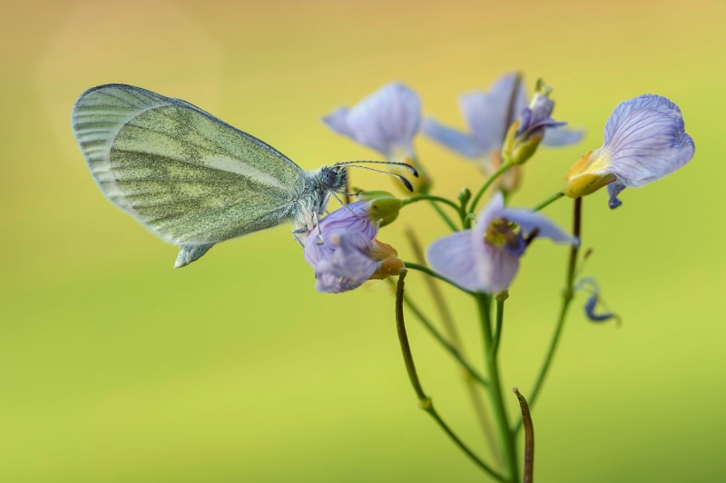 Green-veined white butterfly on purple flowers