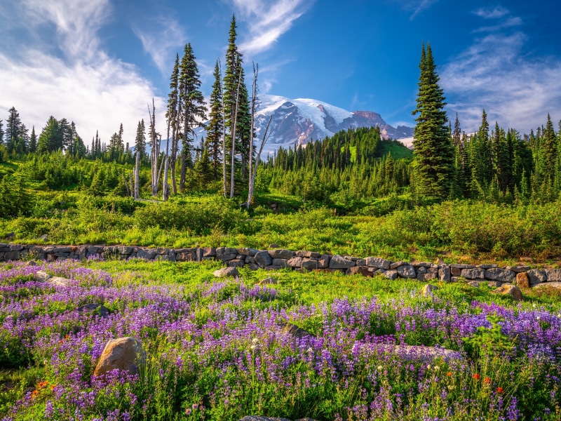 Mount Rainier National Park with Lupine Flowers