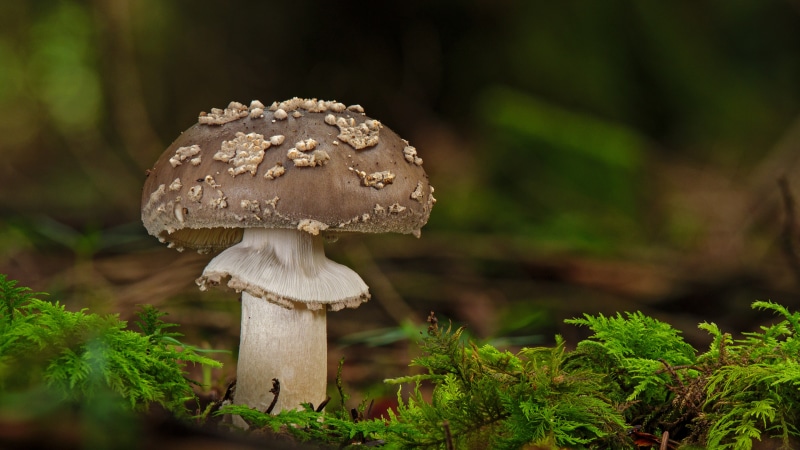 Amanita Mushroom with Moss