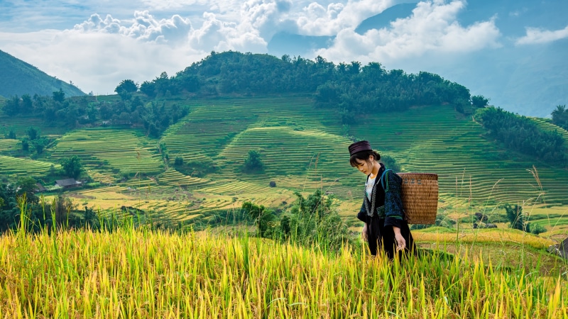 Asian woman with wicker basket in rice fields