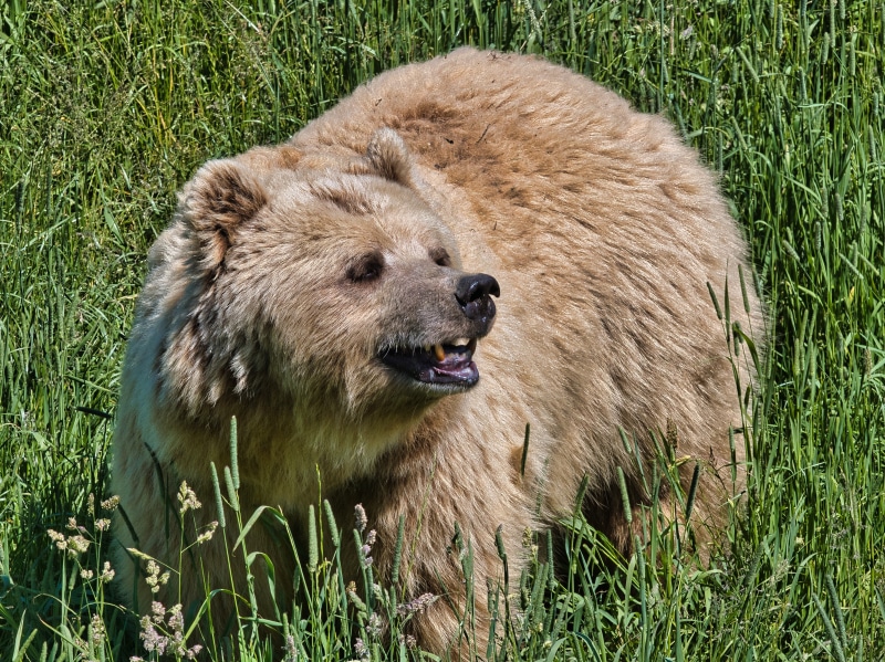 Brown Bear in Tall Grass