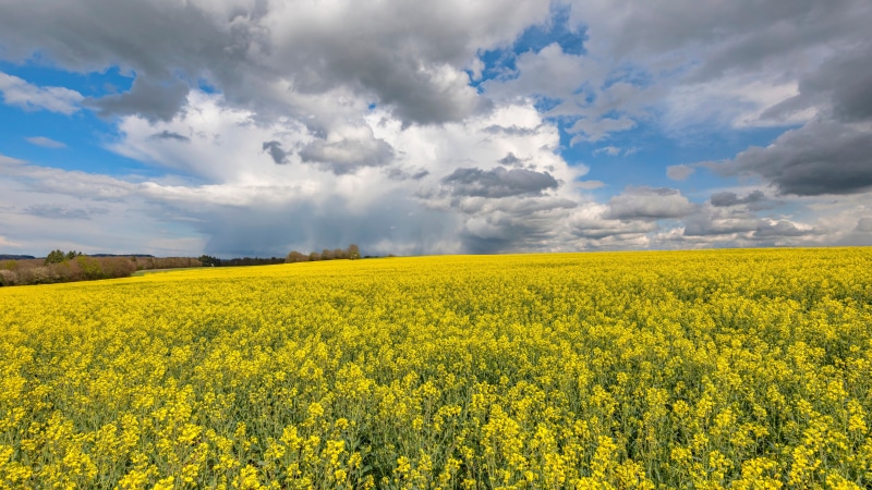 Rapeseed field in Rheinland-Pfalz, Germany under cloudy sky