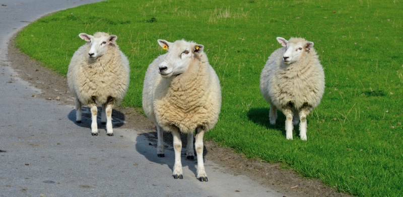Three Sheep on a Road with Grass