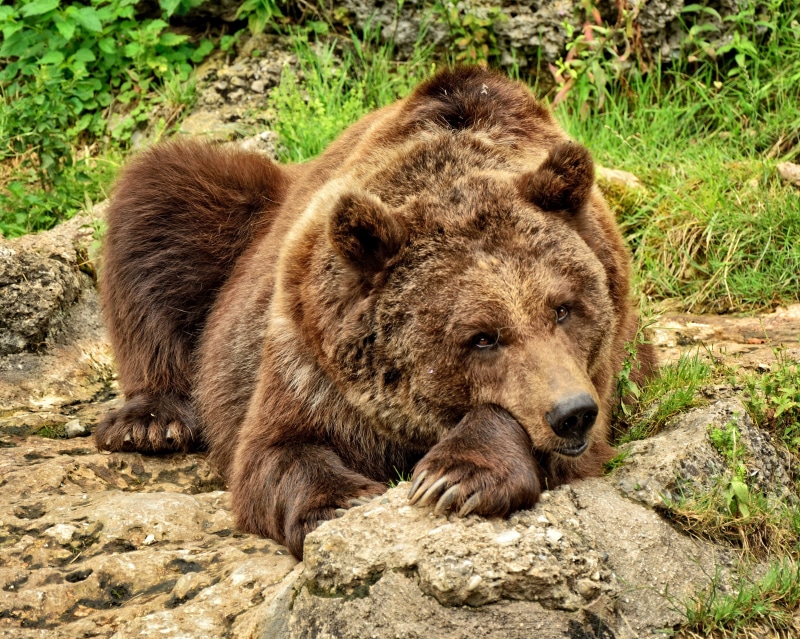 Brown Bear Lying Down on Rocks