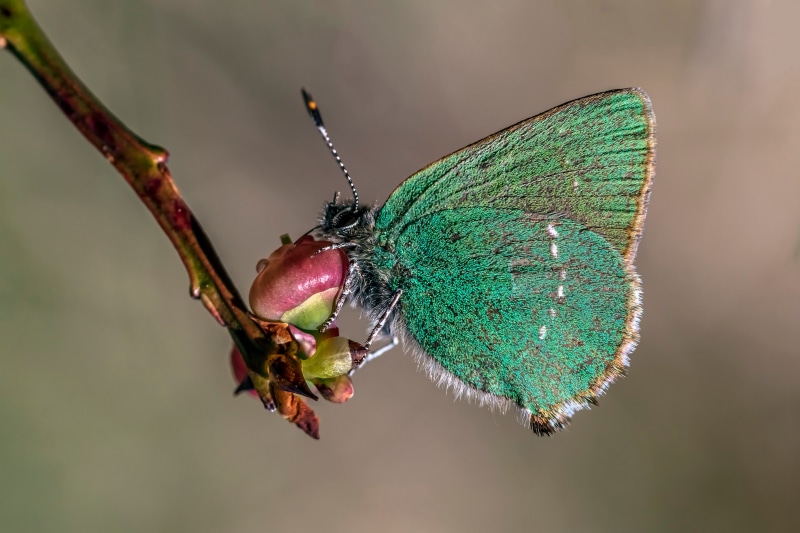 Green Hairstreak Butterfly on a Branch