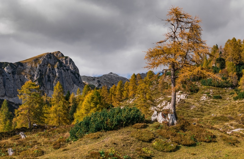 Autumn mountain landscape with yellow trees in Slovenia