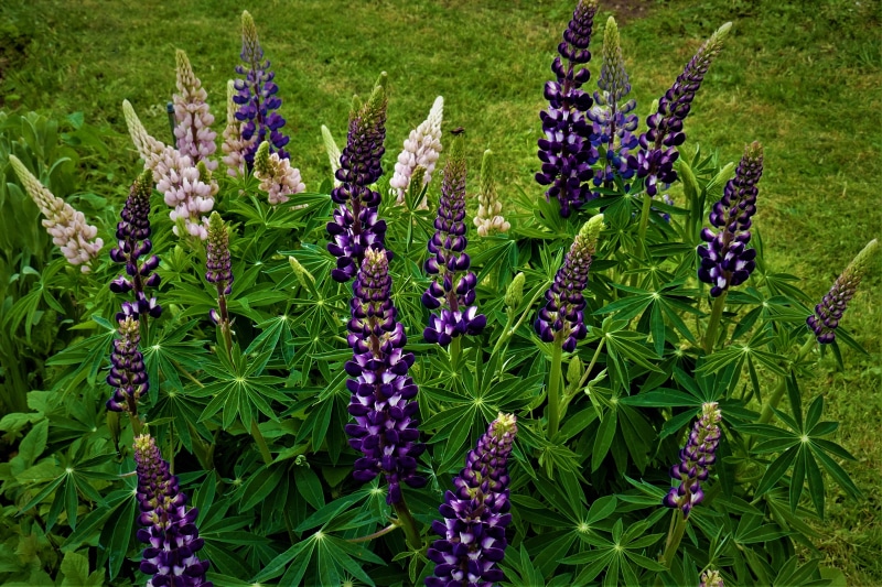 Purple and pink lupine flowers in a garden