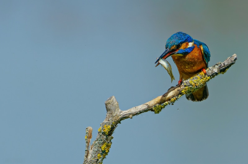 Common Kingfisher with Fish on Branch