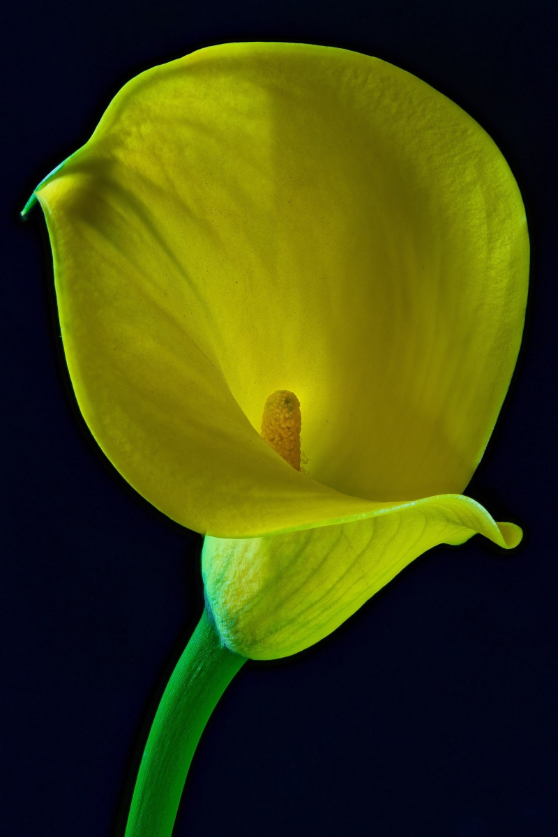 Yellow Calla Lily on Black Background