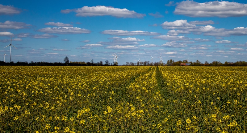 Field of yellow flowers with wind turbines