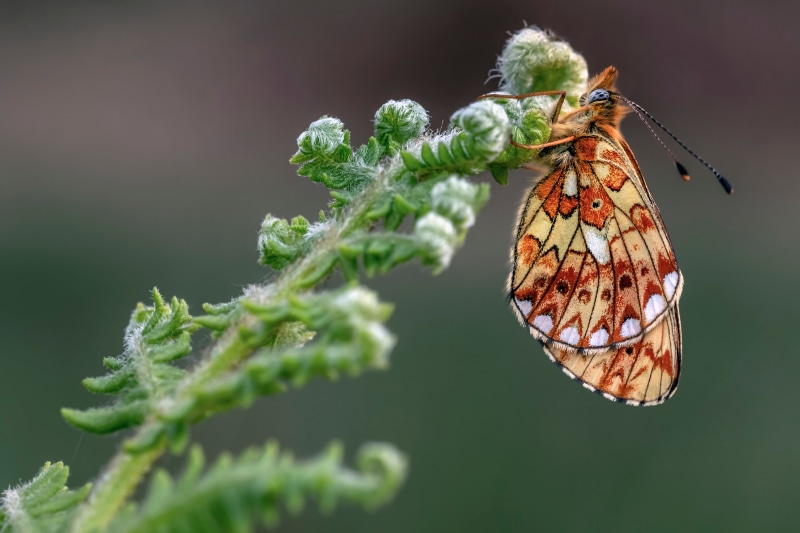 Pearl-bordered Fritillary Butterfly on Plant