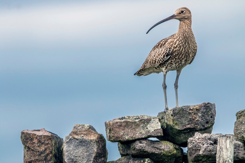 Curlew bird standing on stones
