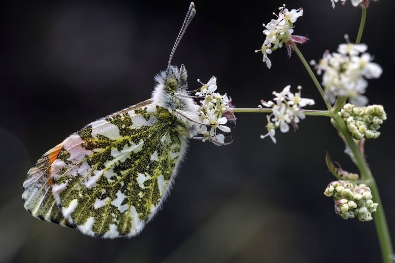 Orange Tip Butterfly on White Flowers