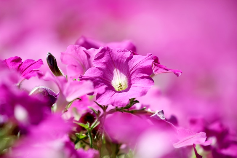 Pink Petunia Flowers with Bokeh