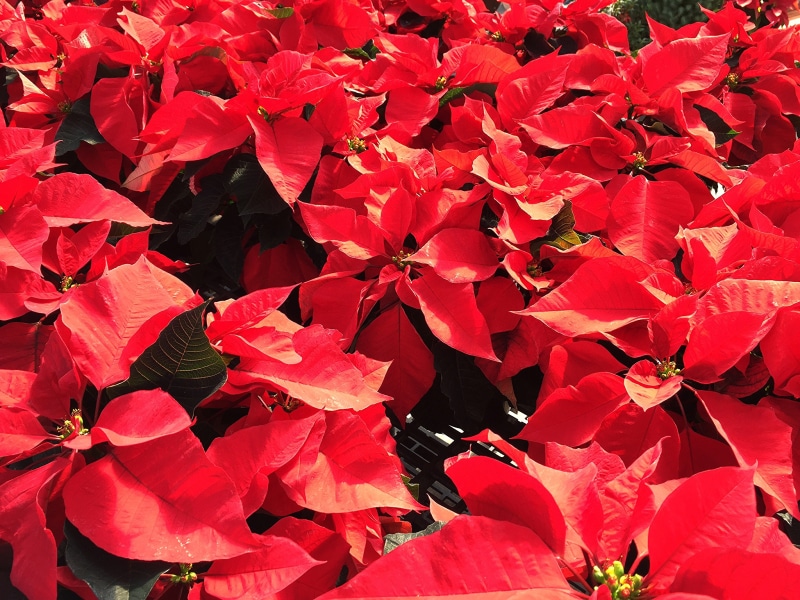 Red Poinsettias in a Close-up View