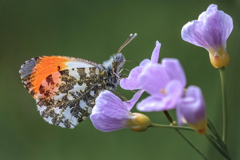 Orange Tip Butterfly on Purple Flowers