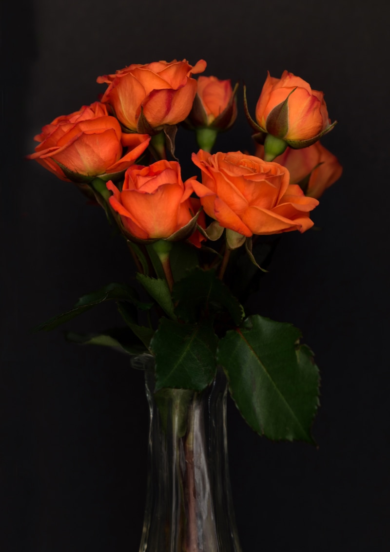 Orange roses in a glass vase