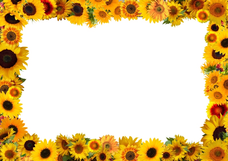 Sunflower Border Template Greeting Card 4K