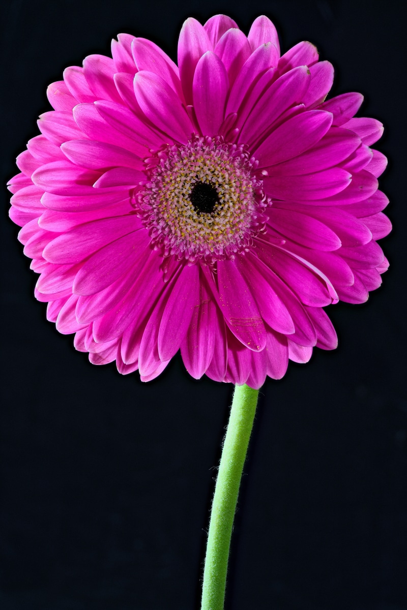 Pink Gerbera flower on black background