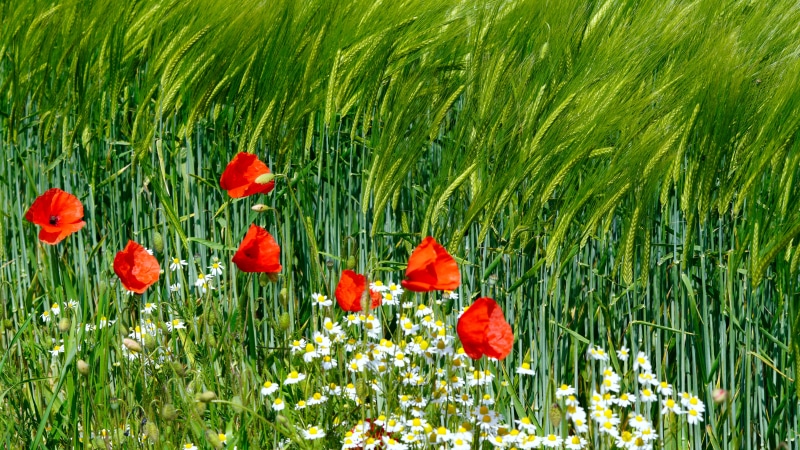 Poppies and Camomiles in a Wheat Field