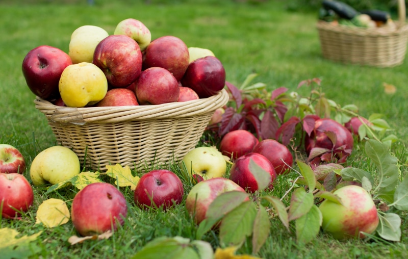 Apples in a Wicker Basket on Grass