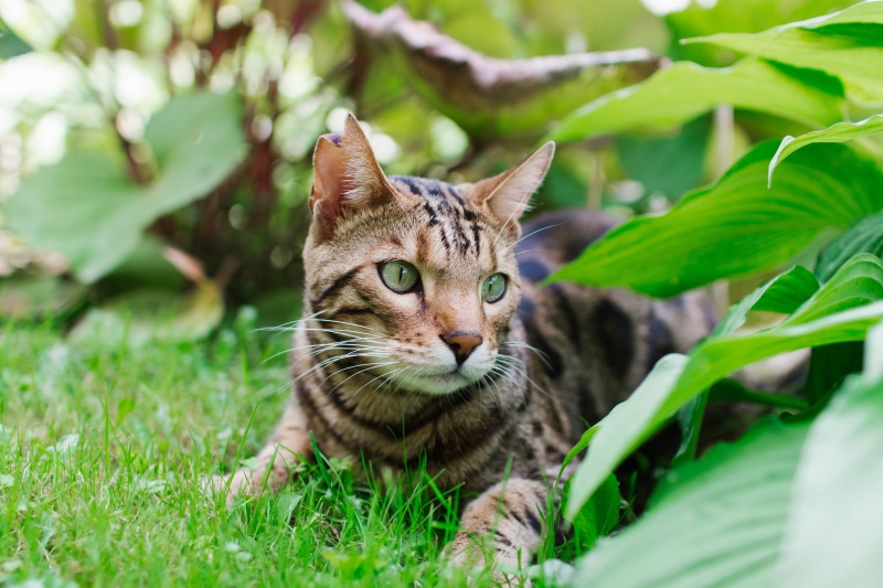 Bengal cat lying in grass near foliage