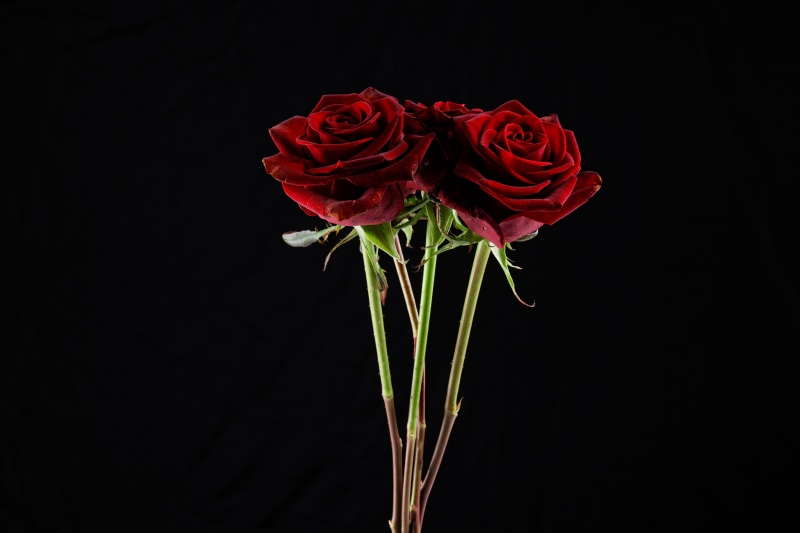 Four Red Roses on Black Background