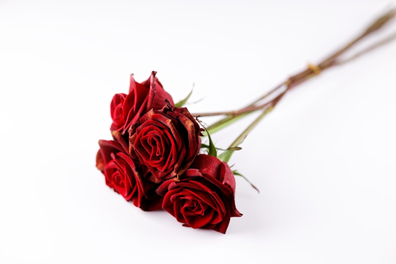 Red Roses Bouquet on White Background