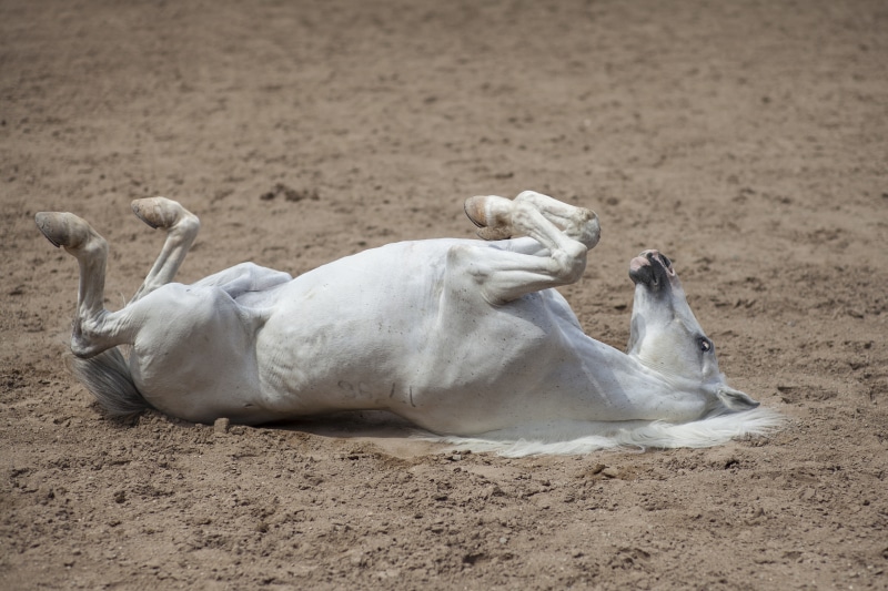 White horse rolling on sandy ground