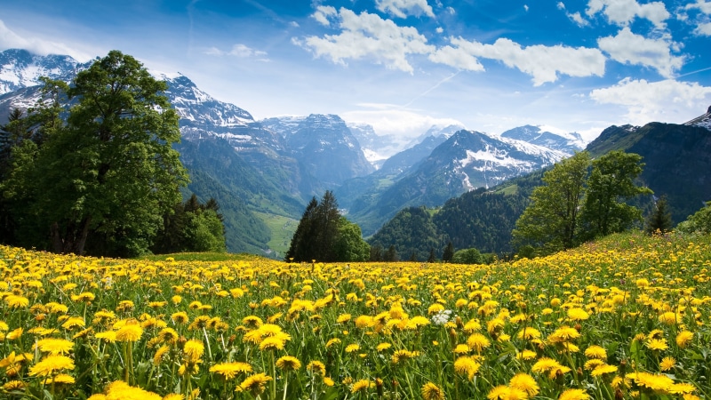 Field of Dandelions with Snow-Capped Mountains