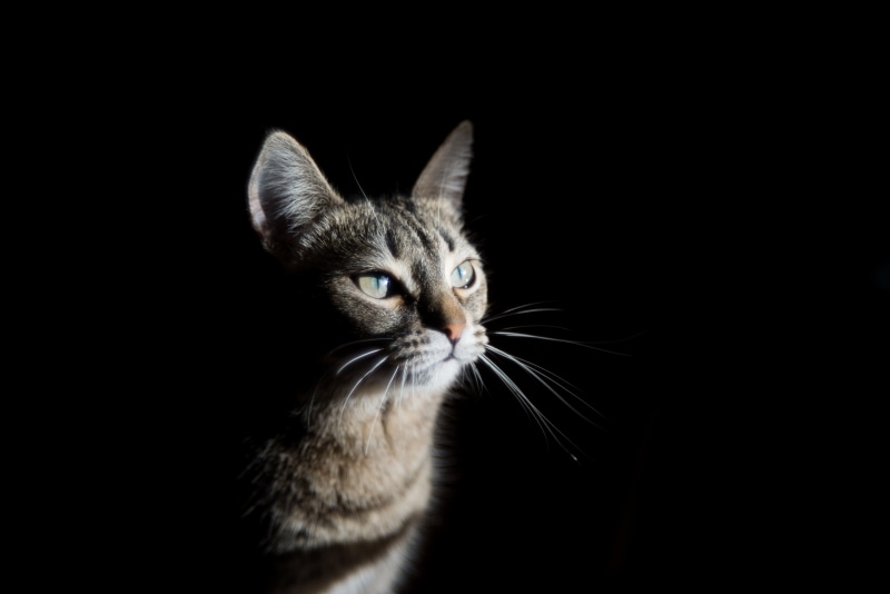 Tabby cat with green eyes on black background