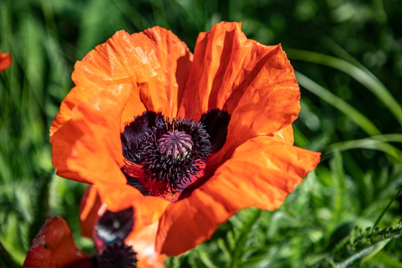 Close-up of an orange poppy flower