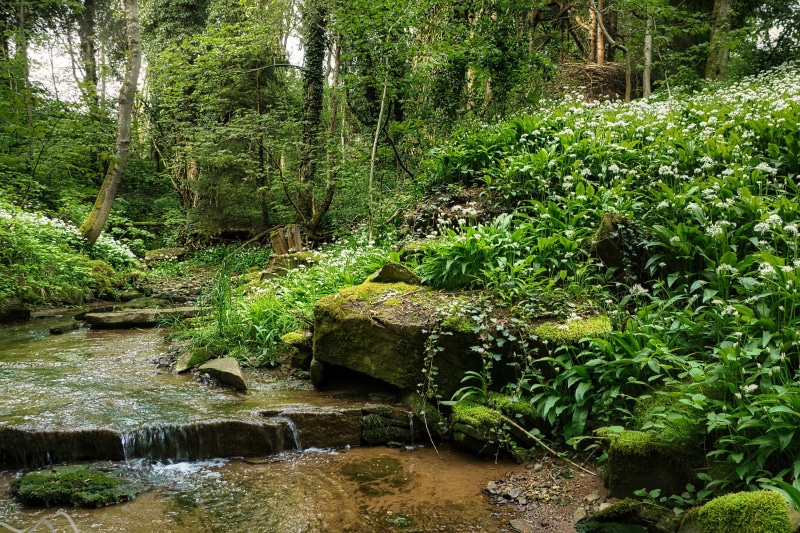 Stream flowing through a forest with wild garlic in Pliezhausen, Germany