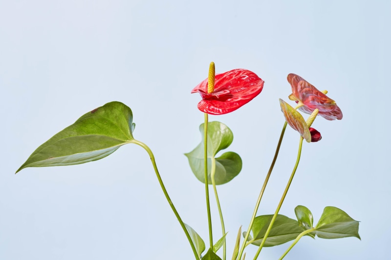 Red Anthurium flowers on a light gray background