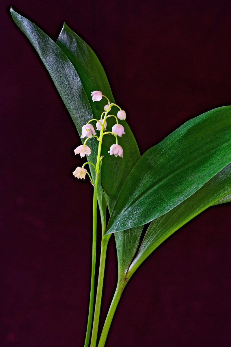 4K Lilies of the valley on colored background
