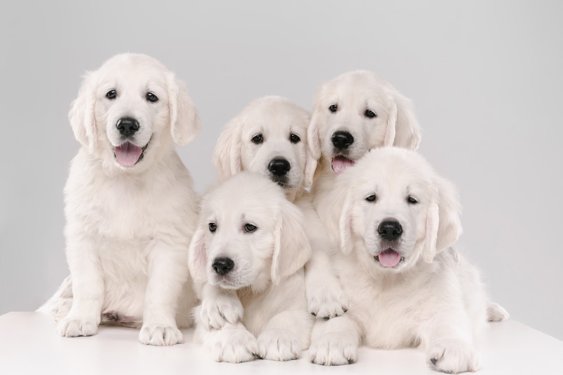 Five Golden Retriever Puppies