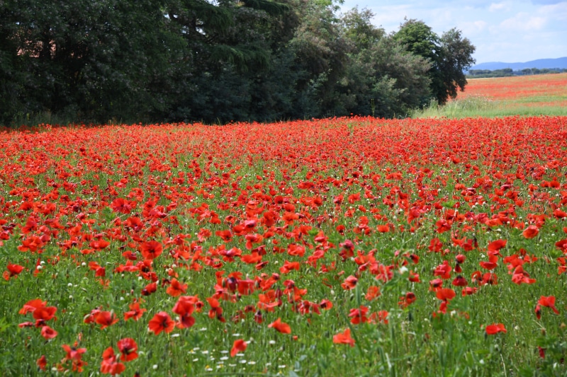 Field of Red Poppies with Trees
