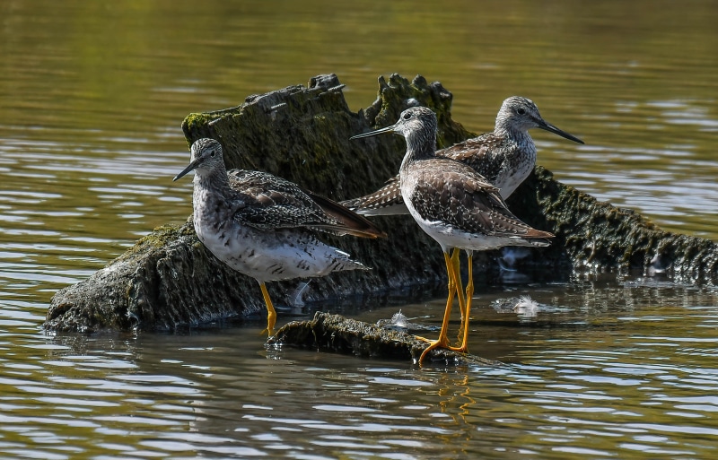 Three Greater Yellowlegs birds on a log in water